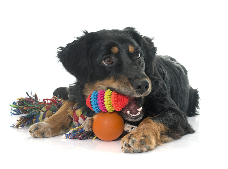 home relocation moving companies